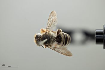 Media type: image;   Entomology 785982 Aspect: habitus dorsal view